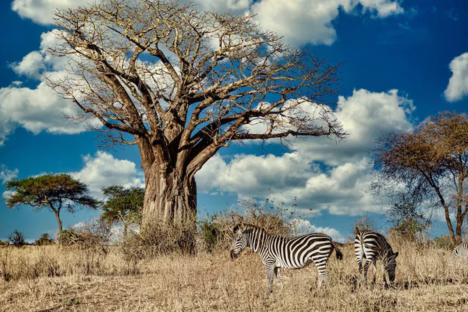 Elephants in Hwange National Park at a waterhole