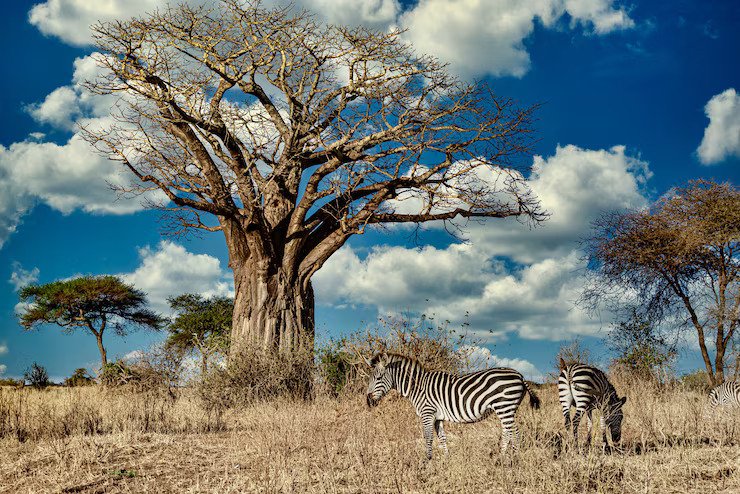 Hwange National Park